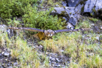 05_615x410 europ Uhu-4845