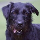 0_410x410 Laika-0832