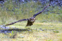 10_615x410 europ Uhu-4806