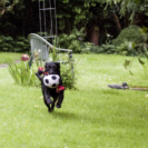 1_410x410 Laika-0912