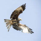 1_410x410 Milan-8128