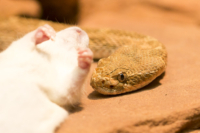 1_615x410 Bambusotter-9952