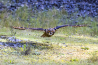 20_615x410 europ Uhu-4831