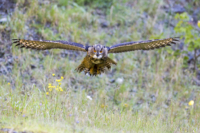 25_615x410 europ Uhu-4859