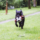 2_410x410 Laika-0838