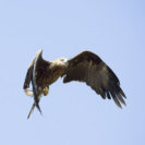 2_410x410 Milan-8111