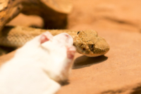 2_615x410 Bambusotter-9950