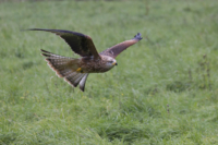 2_615x410 Milan-3871