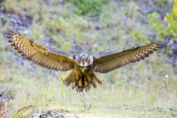 30_615x410 europ Uhu-4862