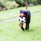 3_410x410 Laika-0855