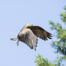 3_410x410 Milan-8109