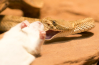 3_615x410 Bambusotter-9956