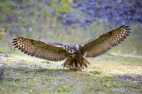 40_615x410 europ Uhu-4853