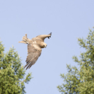 4_410x410 Milan-8180