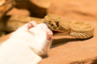 4_615x410 Bambusotter-9964