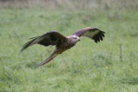 4_615x410 Milan-3873