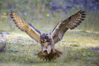 50_615x410 europ Uhu-4855