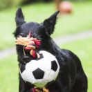 5_410x410 Laika-0877