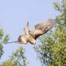 5_410x410 Milan-8182