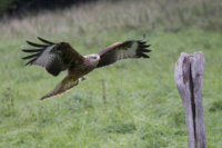 5_615x410 Milan-3874