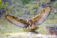 60_615x410 europ Uhu-4864