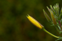 615x410 Nachtkerze_3932