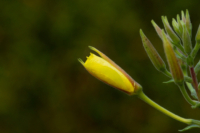 615x410 Nachtkerze_3938