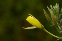 615x410 Nachtkerze_3939