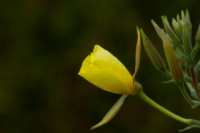 615x410 Nachtkerze_3941