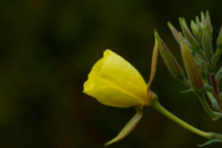 615x410 Nachtkerze_3942