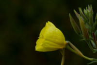 615x410 Nachtkerze_3949