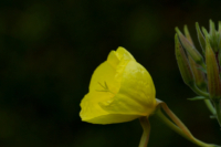 615x410 Nachtkerze_3954