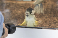 615x410 Totenkopfaeffchen-8431