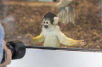 615x410 Totenkopfaeffchen-8432