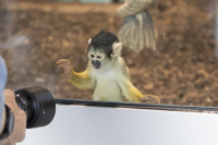 615x410 Totenkopfaeffchen-8434