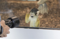 615x410 Totenkopfaeffchen-8436