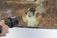 615x410 Totenkopfaeffchen-8437