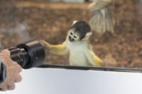 615x410 Totenkopfaeffchen-8438