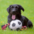 6_410x410 Laika-0950