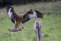 6_615x410 Milan-3875