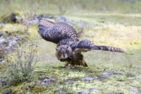 70_615x410 europ Uhu-4825