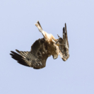 7_410x410 Milan-8224