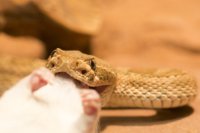 7_615x410 Bambusotter-9971