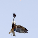 8_410x410 Milan-7331