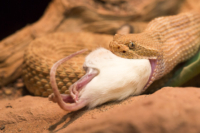 8_615x410 Bambusotter-0004