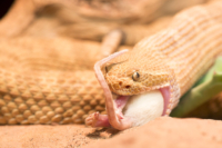 91_615x410 Bambusotter-0016