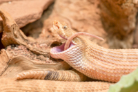 95_615x410 Bambusotter-0027