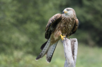 99_615x410 Milan-3150