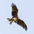 9_410x410 Milan-8286