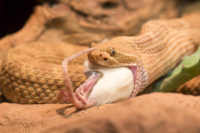 9_615x410 Bambusotter-0011